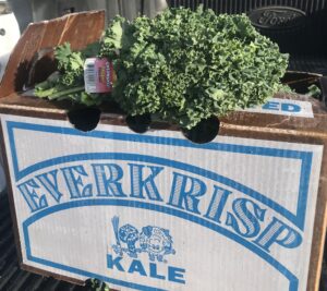 EK Organic Green Kale